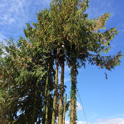 Élagage arbre à Lutz-en-Dunois près de Chartres en Eure-et-Loir (28) - Les  Jardins de Lutz Crespin